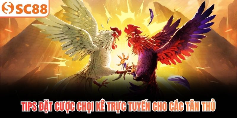 Tips đặt cược chọi kê trực tuyến cho các tân thủ